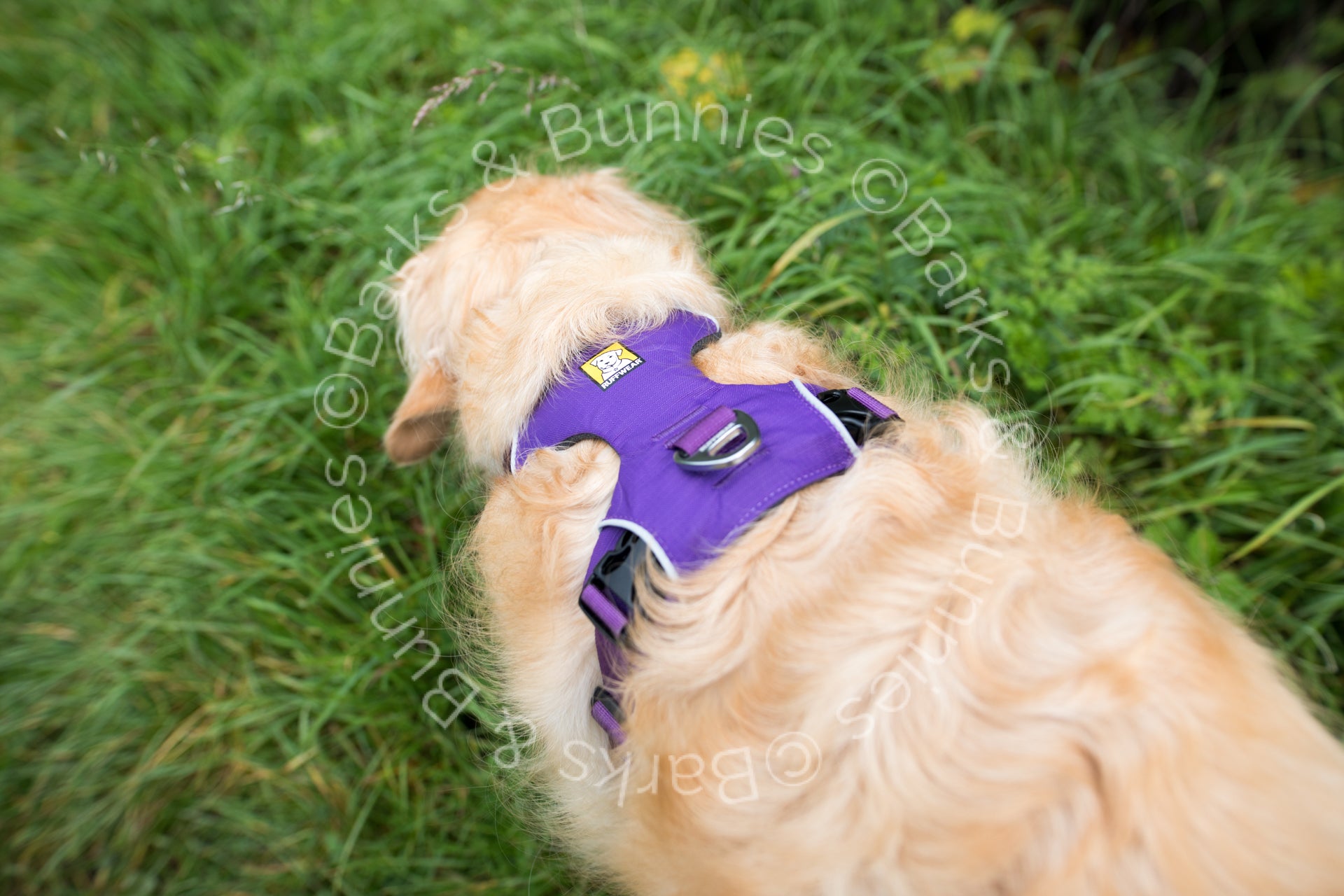 Front Range Dog Harness Review | Barks & Bunnies
