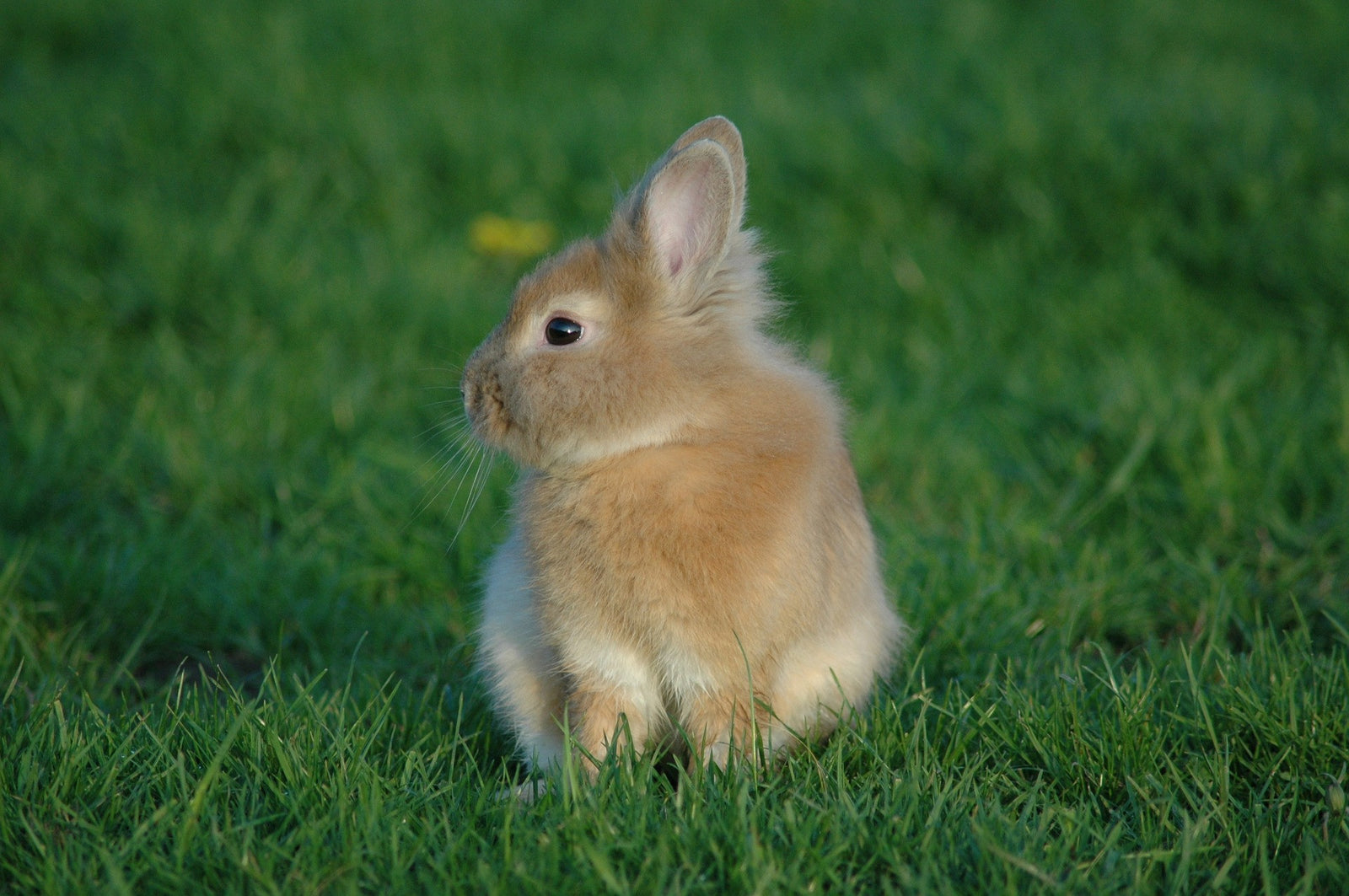 types of grass for rabbits