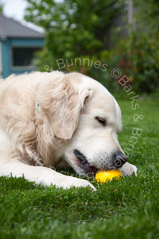 Planet Dog Orbee Tuff Nook Review, Tough Dog Toys | Barks & Bunnies UK