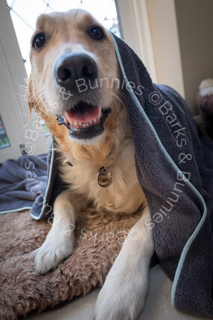 Henry Wag Microfibre Super Absorbent Dog Towel Review | Barks & Bunnies