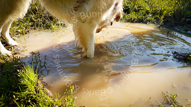 Henry Wag Microfibre Dog Towel Review | Barks & Bunnies