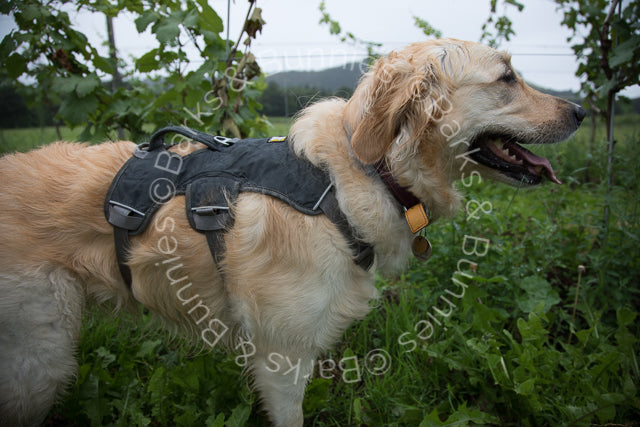 Henry Wag Microfibre Dog Towel Review | Barks & Bunnies