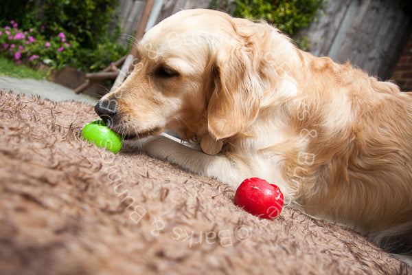 Planet Dog Orbee-Tuff Nooks Happiness