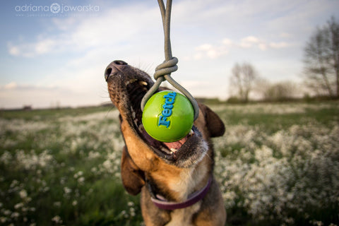 Planet Dog Extra Tough Dog Toys UK | Barks & Bunnies