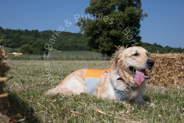 Ruffwear Jet Stream Cooling Vest Review Salamander Orange, Dog Cooling Coat | Barks & Bunnies