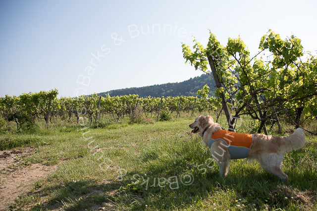 Ruffwear Jet Stream Cooling Vest Review Salamander Orange, Dog Cooling Coat | Barks & Bunnies