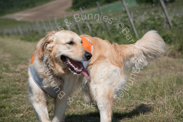 Ruffwear Jet Stream Cooling Vest Review Salamander Orange, Dog Cooling Coat | Barks & Bunnies