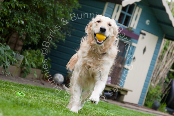 Planet Dog Orbee Tuff Nook Review, Tough Dog Toys | Barks & Bunnies UK