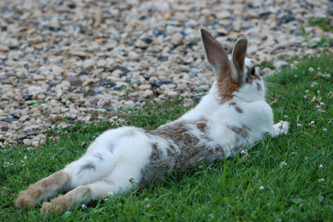 Rabbit lying down in spacious run | Barks & Bunnies