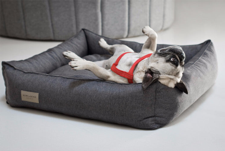 large grey dog bed