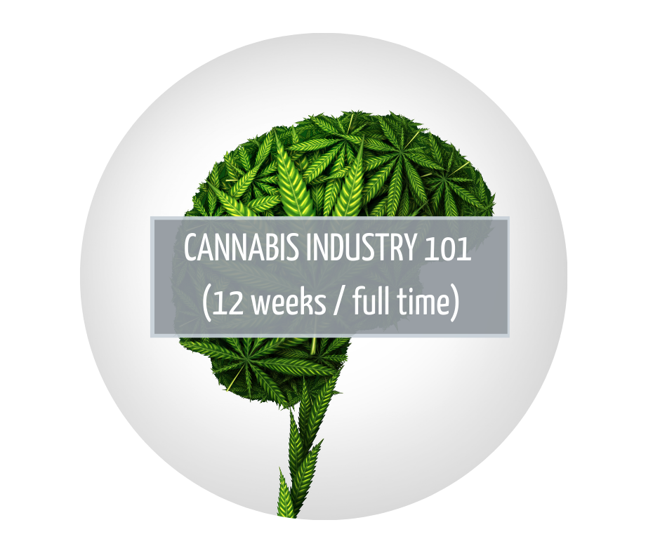 Cannabis Industry 101 Gauteng cannabis education