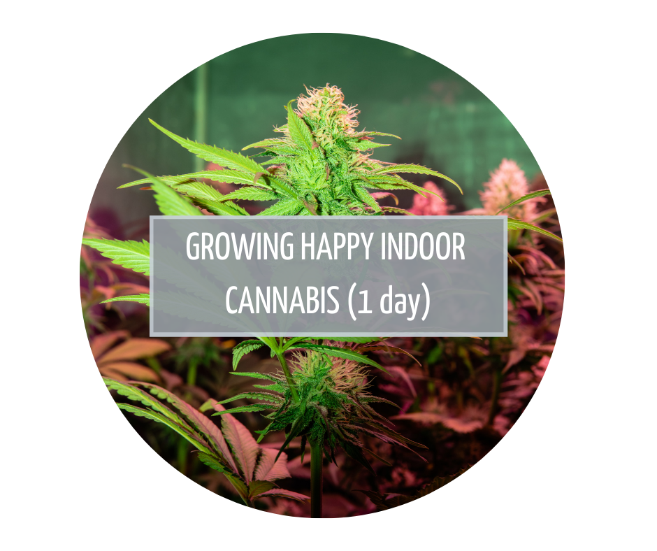 Growing Indoor Cannabis