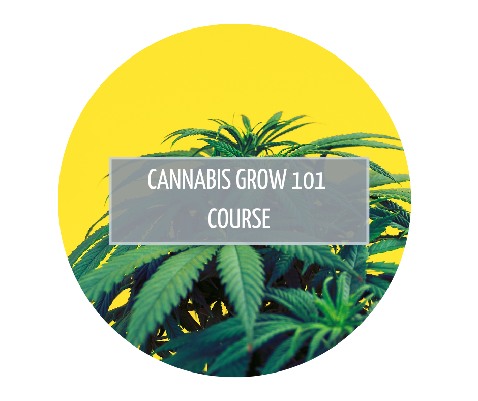 Cannabis Grow 101