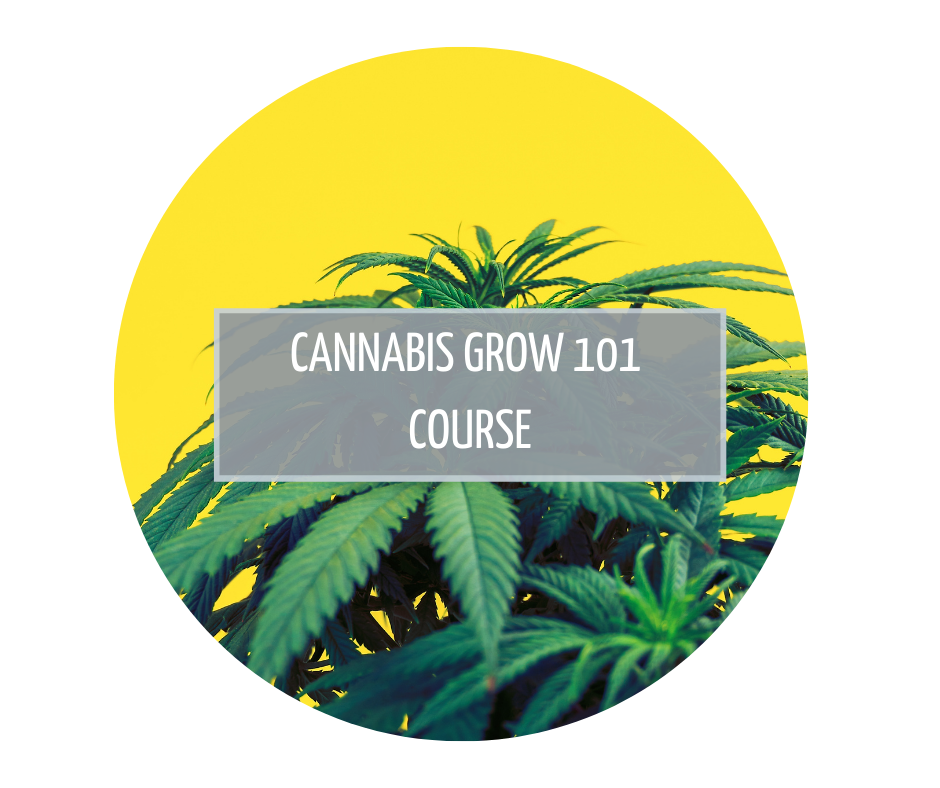 Cannabis Grow 101 Course