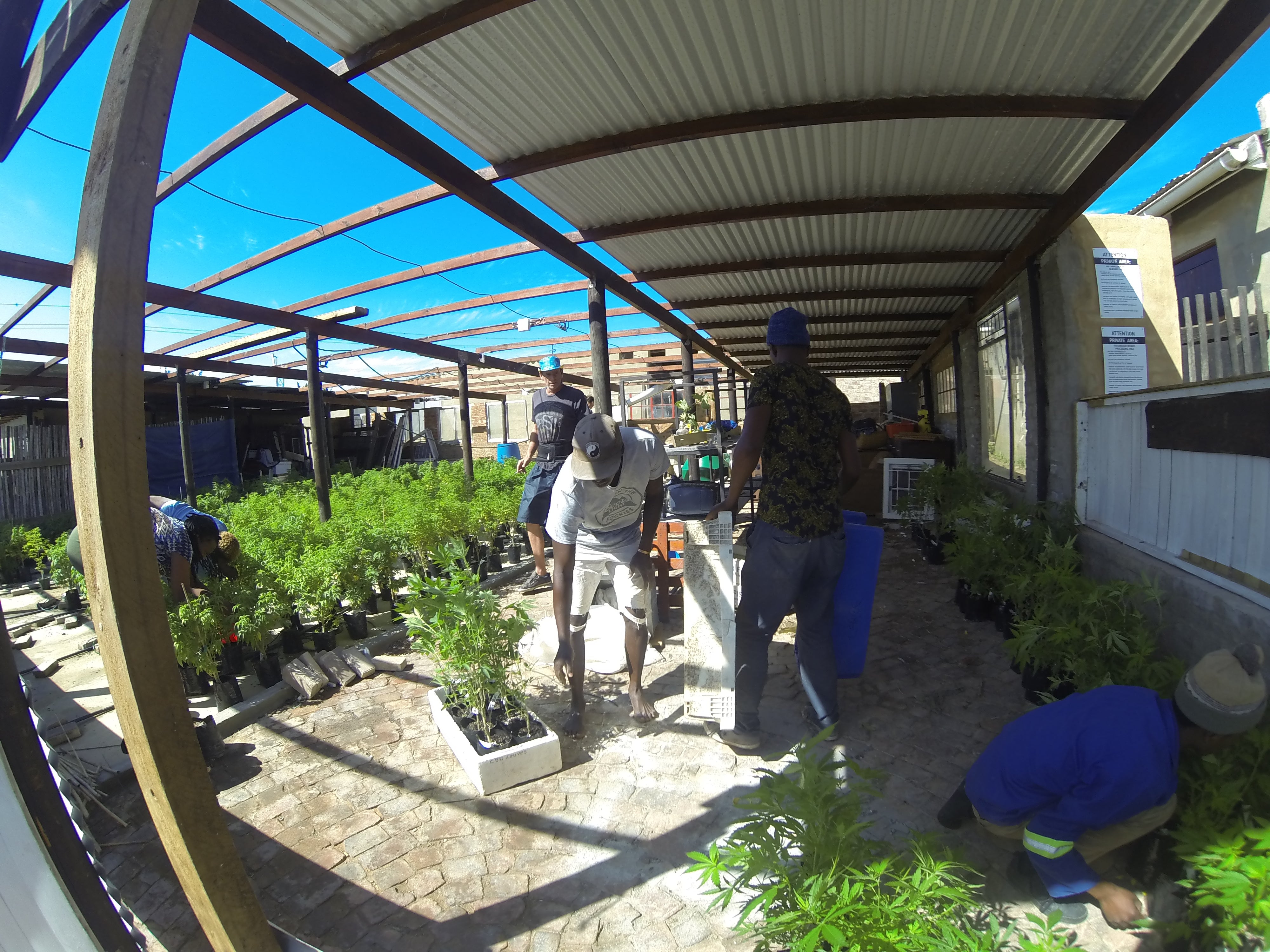 Cheeba Cannabis Academy Plettenberg Bay Campus Grow Area