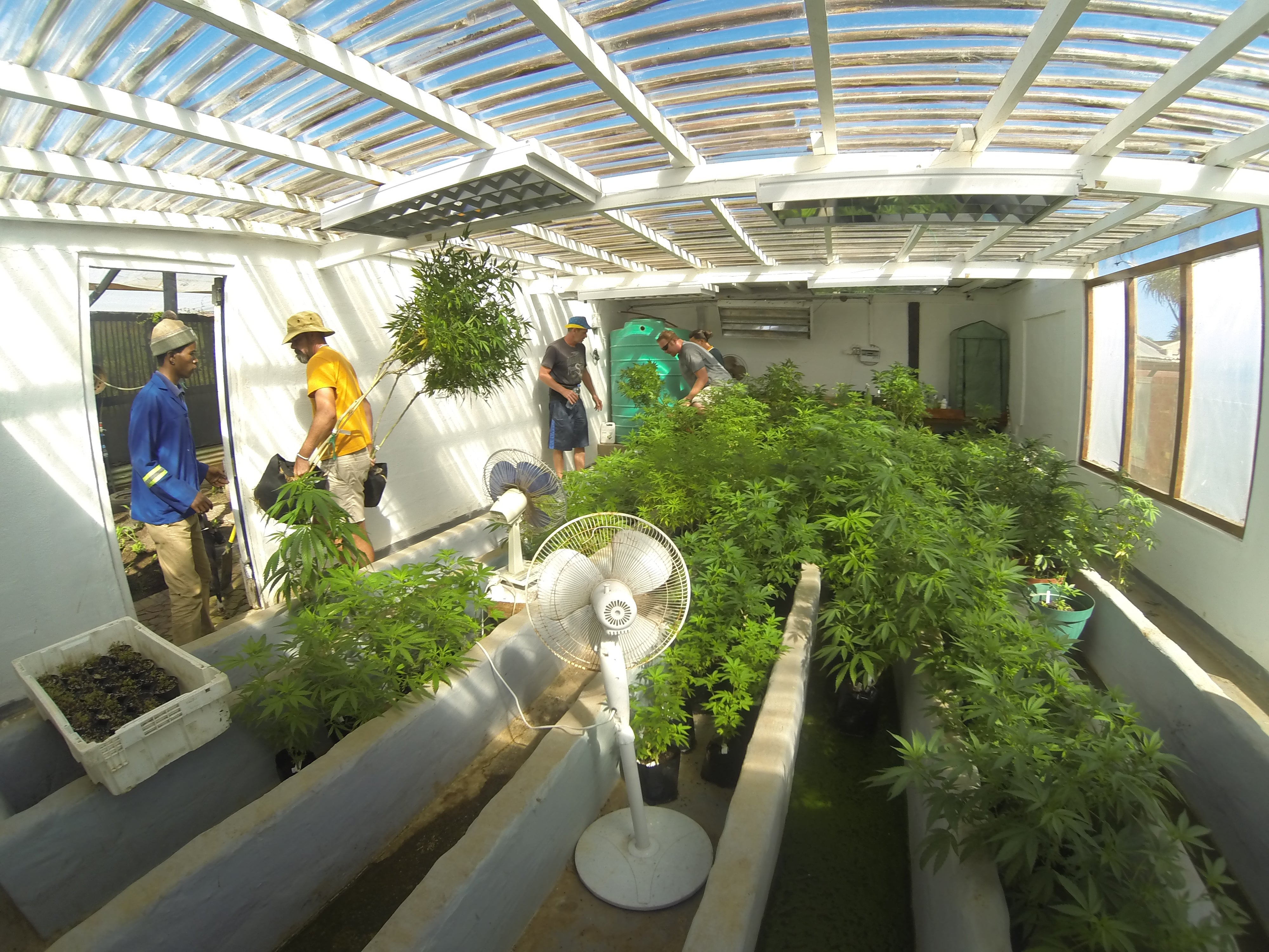 Cheeba Cannabis Academy Plettenberg Bay Campus Grow Area