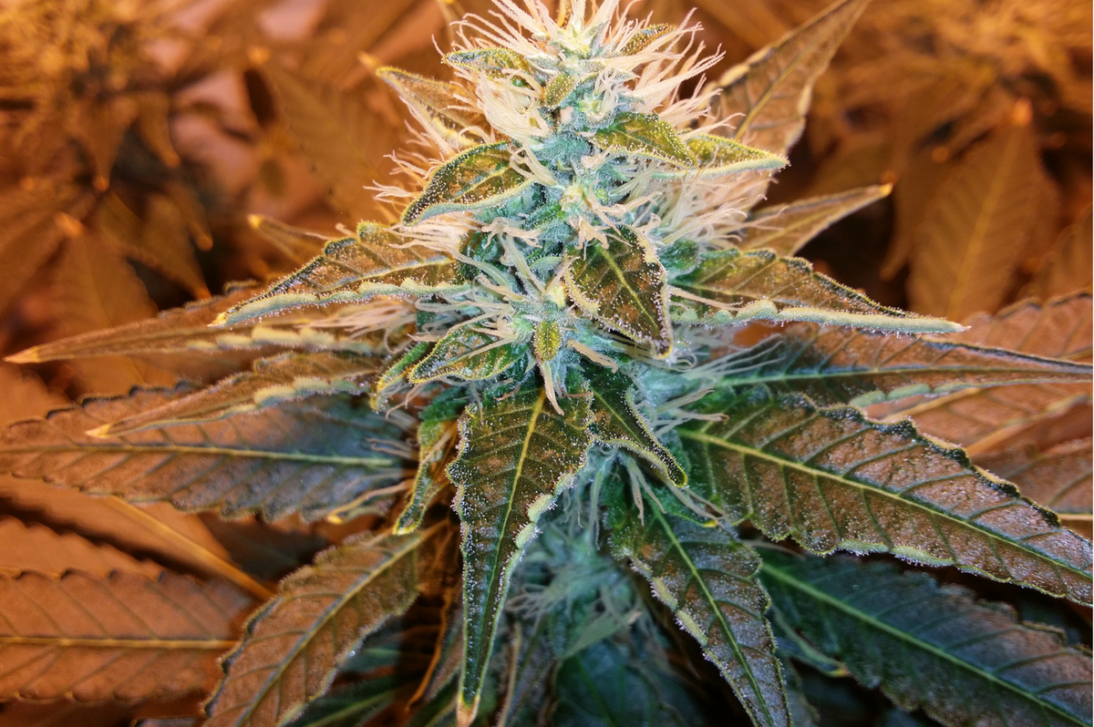 Cheeba Africa Cannabis plant