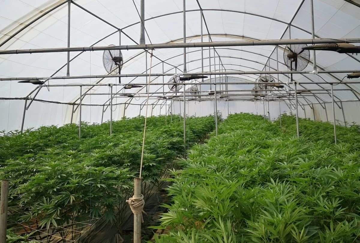 CBD Full Spectrum Farm