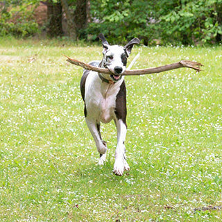 Glucosamine is especially important for large dogs.