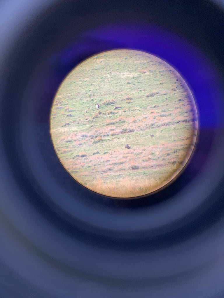 Spotting Scope observing of sage grouse