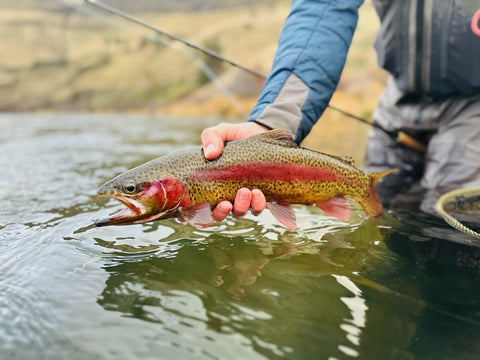 Rainbow Trout T-Shirt Combination Profile Fly Fishing Fisherman Angler  Steelhead