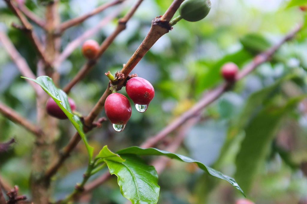 Close up photo of coffee cherries growing on a branch with water dripping from them.