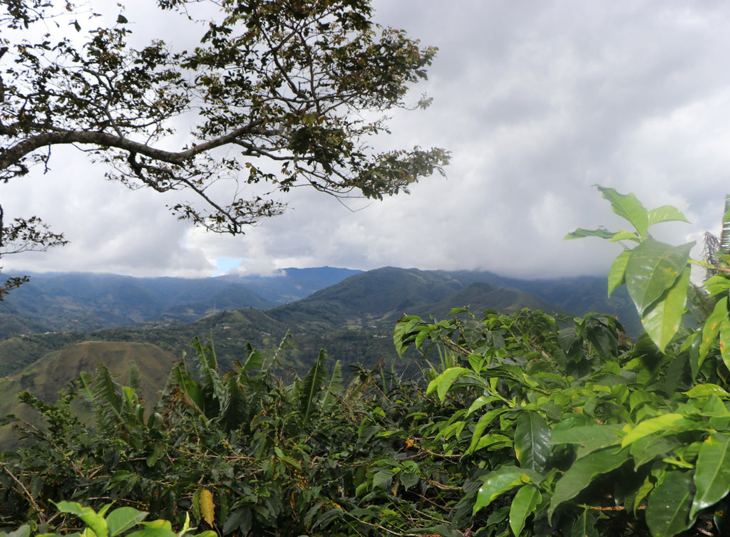 Photo overlooking the mountains at a coffee farm.