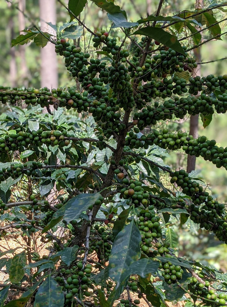 Photo of a coffee tree.