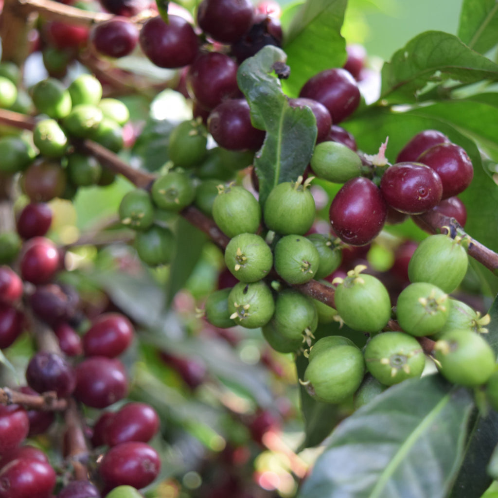 Photo of ripe and green coffee cherries growing on a coffee plant.