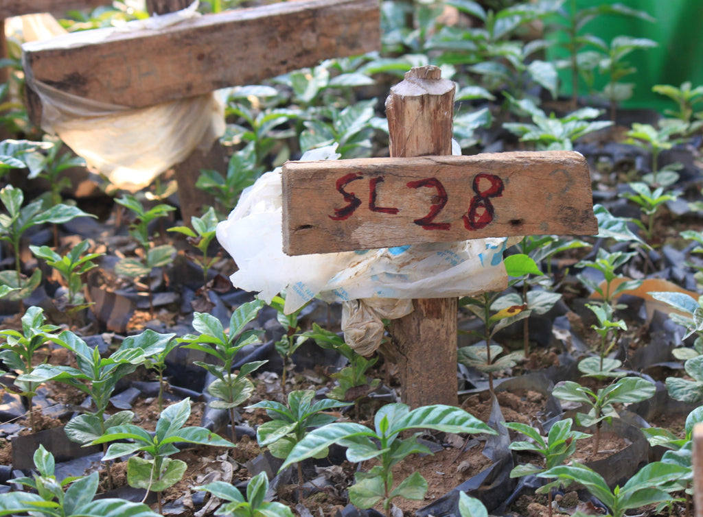 SL-28 variety seedlings growing in Burundi.