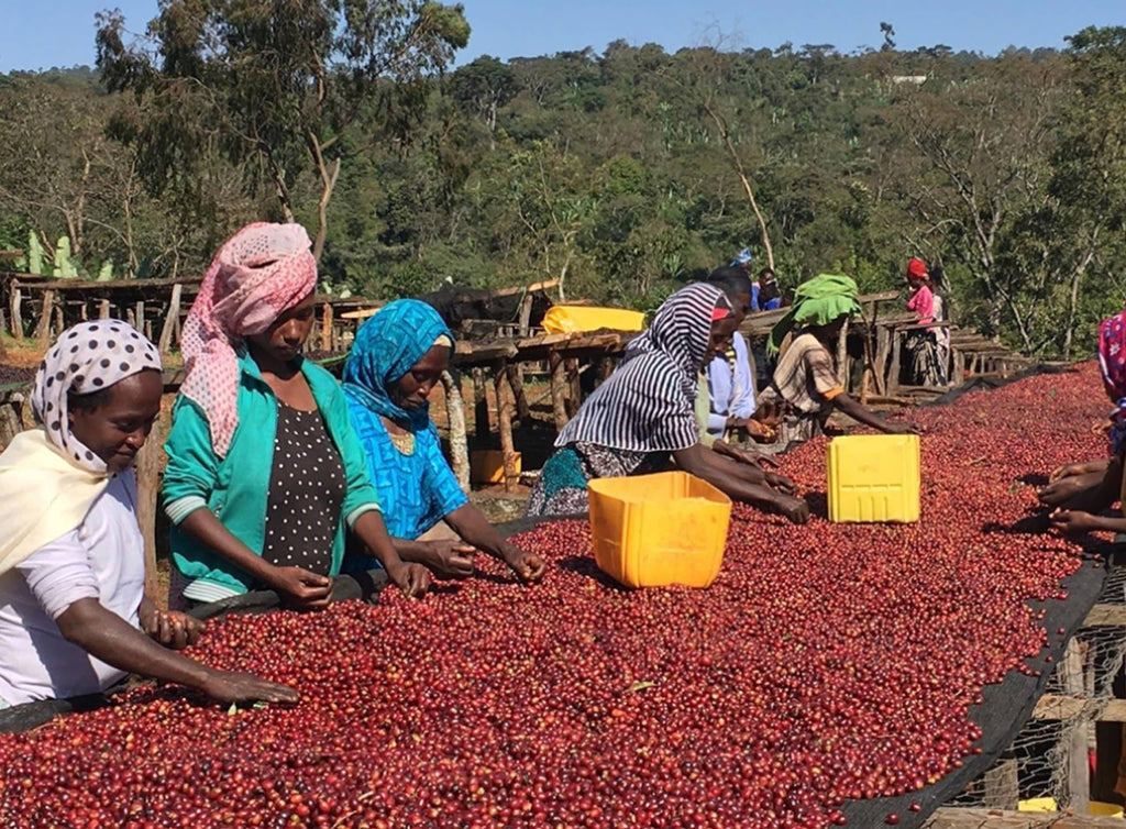 Photo of women working at a raised bed covered in coffee cherries.