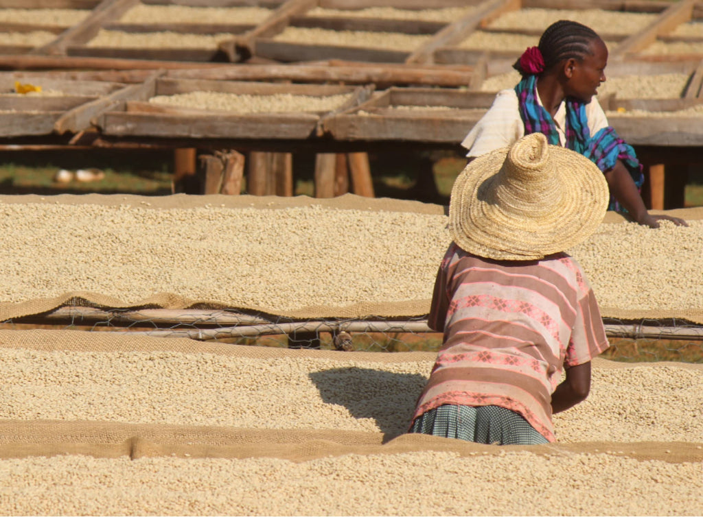 Photo of people working at raised beds drying coffee.