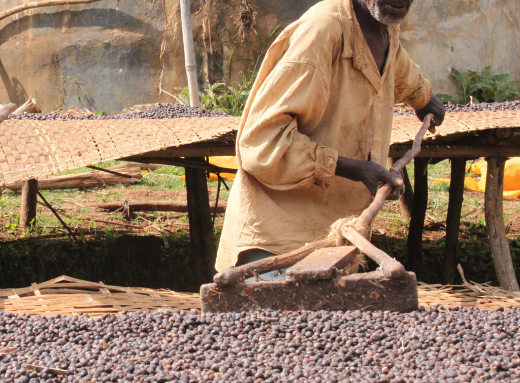 Photo of a person raking coffee cherries that are drying on a raised bed.