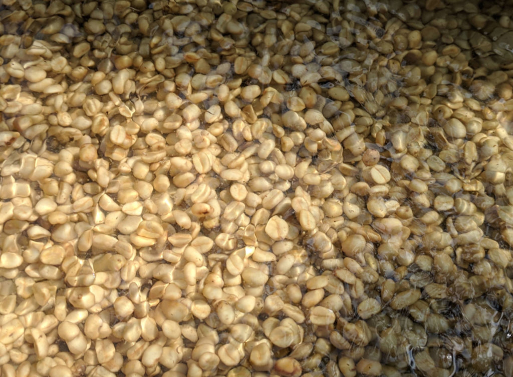 Photo of coffee seeds under water being washed clean of the pulp.