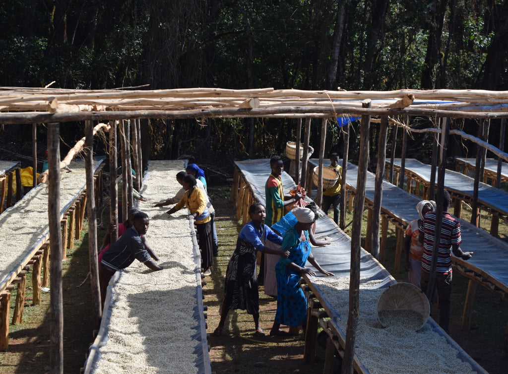 Photo of coffee farm workers sorting dried coffee on raised beds.