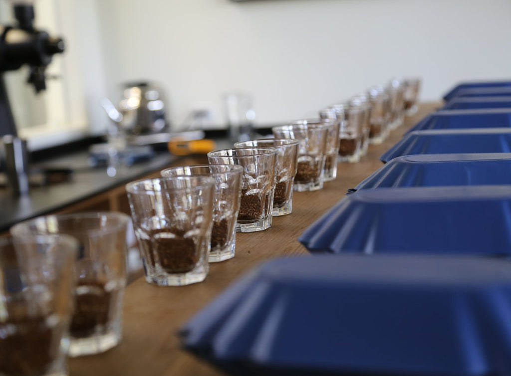 Photo of coffee lined up and being tested and cupped.