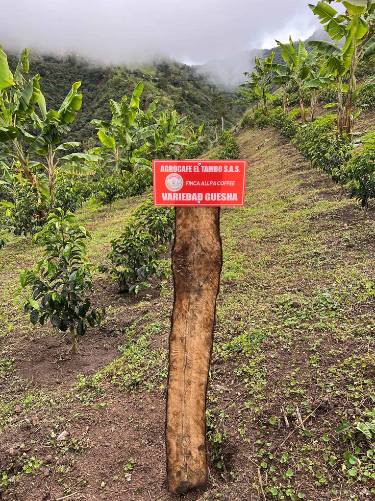 Photo of a sign in front Gesha variety on Agrocafe El Tambo's company farm, Finca Allpa.