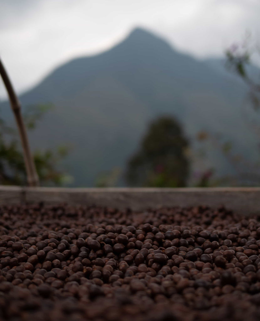 La Palestina %u2013 Caturra Variety laid out on a drying table in front of a large mountain.