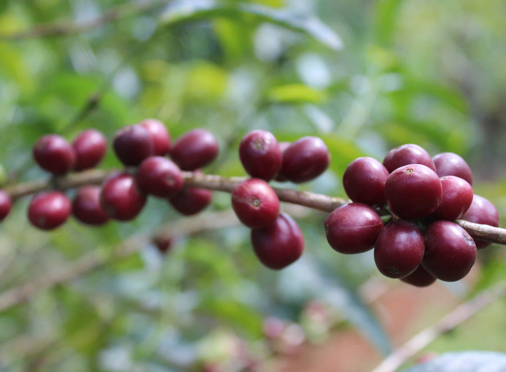 Photo of coffee cherries growing on a branch.