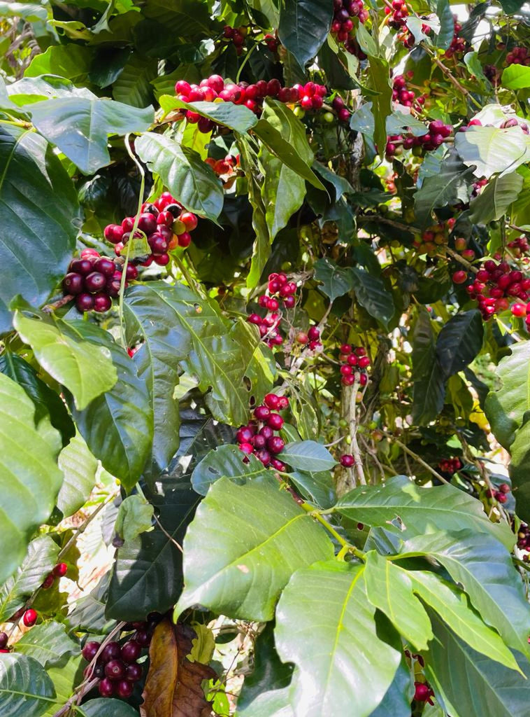 Ripe coffee cherries growing on a coffee plant.