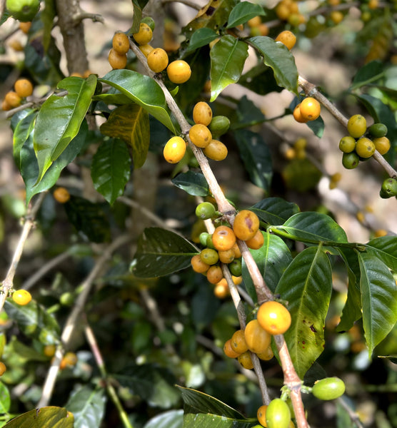 Photo of coffee cherries growing on a branch on a coffee tree.