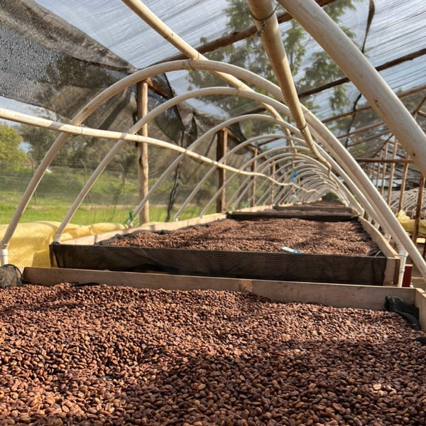 Photo of coffee cherries drying in a tunnel on raised beds.