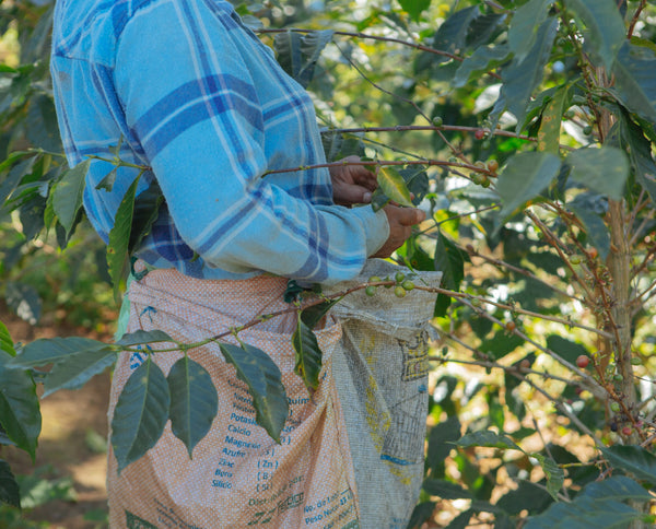 Photo of a person harvesting coffee.