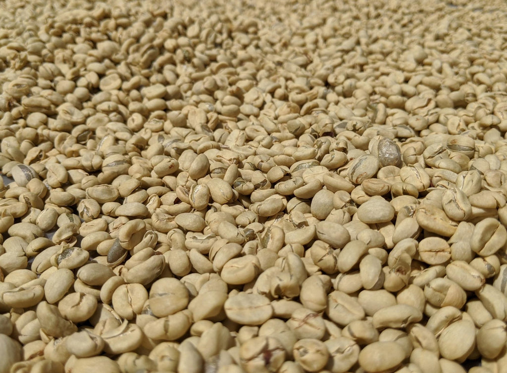 Photo of unroasted coffee beans laying on a surface.