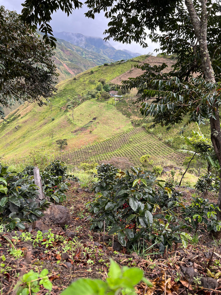 Coffee trees in the foreground and a green mountainscape in the background.