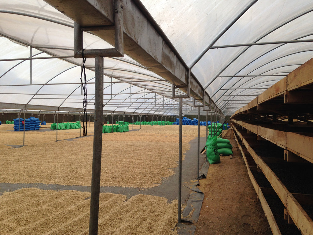 Washed coffee beans drying under a shaded structure.