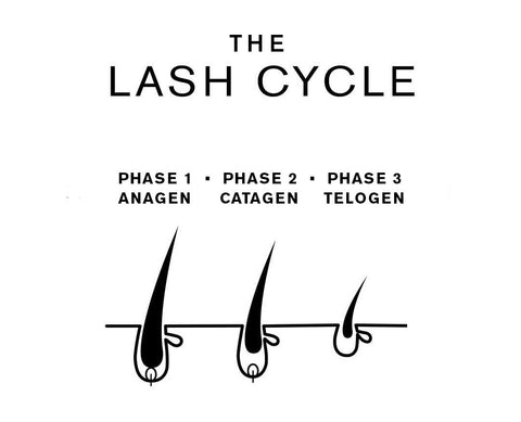 Lash Growth Cycle