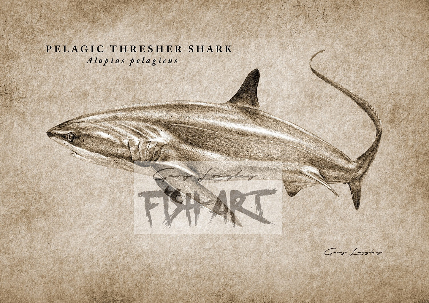 thresher shark drawing