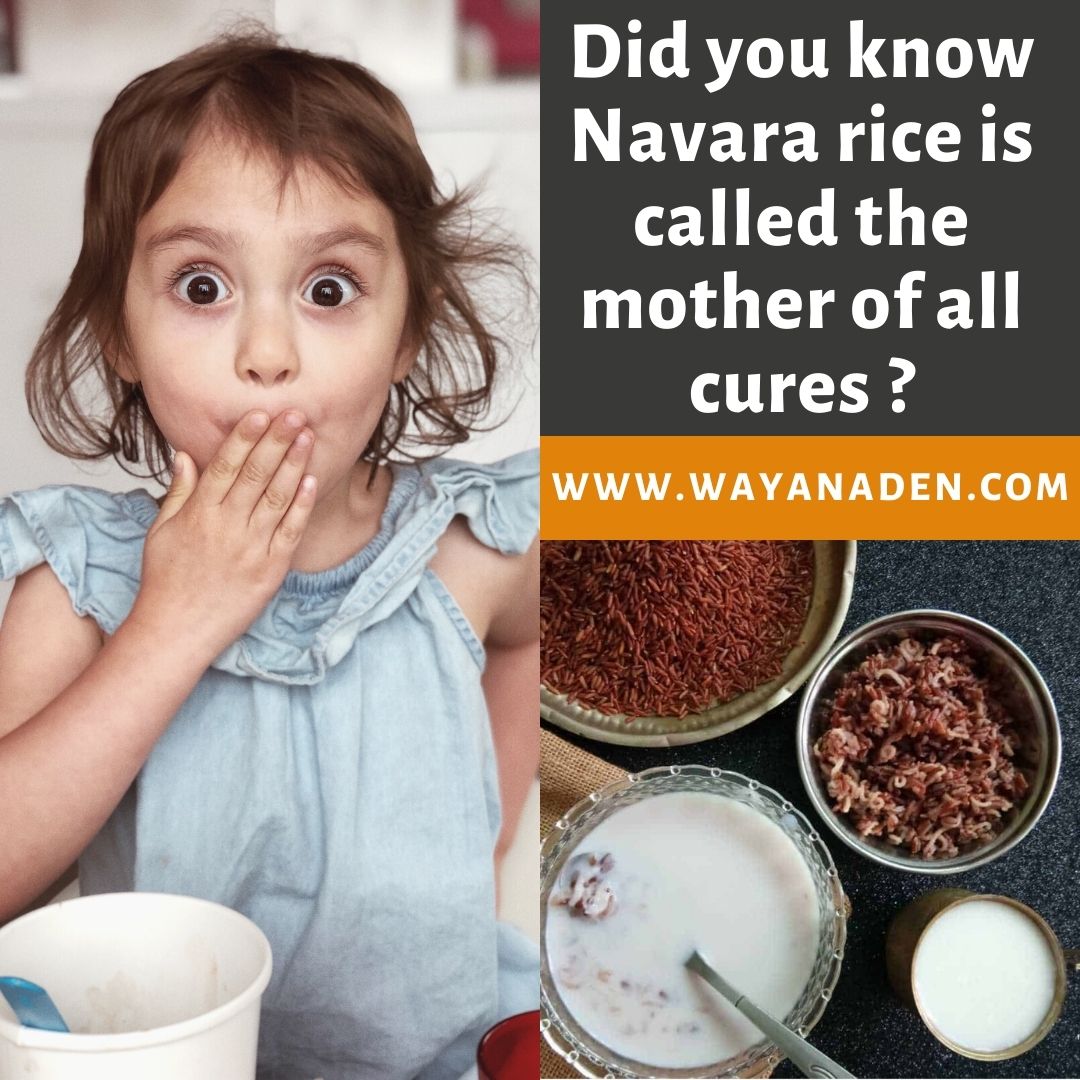 Navara Rice | Njavara Rice | Medicinal Rice | WWW.WAYANADEN.COM