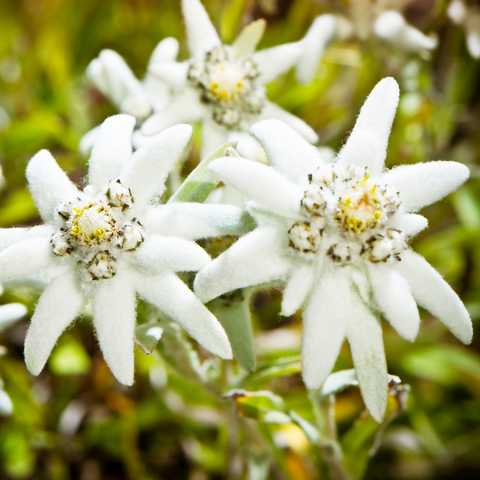 edelweiss flowers that grows in switzerland